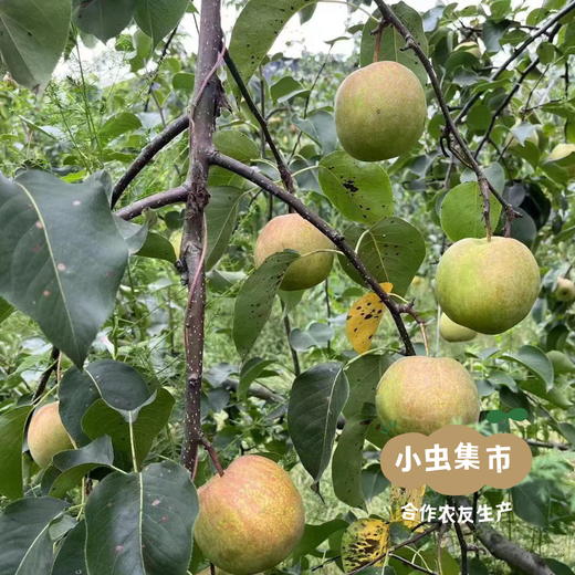 生态玉露香梨 4.8斤/5斤 | 合作农友生产，来自河南平顶山，生产者：铁国伟 *【公平贸易农人定价】 商品图5