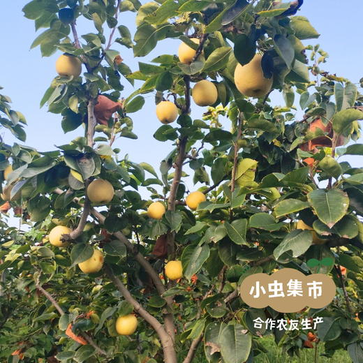 【标果每箱赠送一袋100克秋梨膏】小空山有机黄金梨 | 合作农友生产，来自河南南召县，生产者：李 鹏 *【公平贸易农人定价】 商品图4