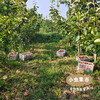 【标果每箱赠送一袋100克秋梨膏】小空山有机黄金梨 | 合作农友生产，来自河南南召县，生产者：李 鹏 *【公平贸易农人定价】 商品缩略图6