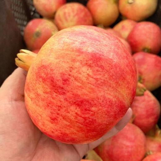 时令鲜！产地直发 大凉山会理 突尼斯软籽石榴7斤 净果礼盒装 （每盒装8-9个果，每颗7-9两） 商品图1