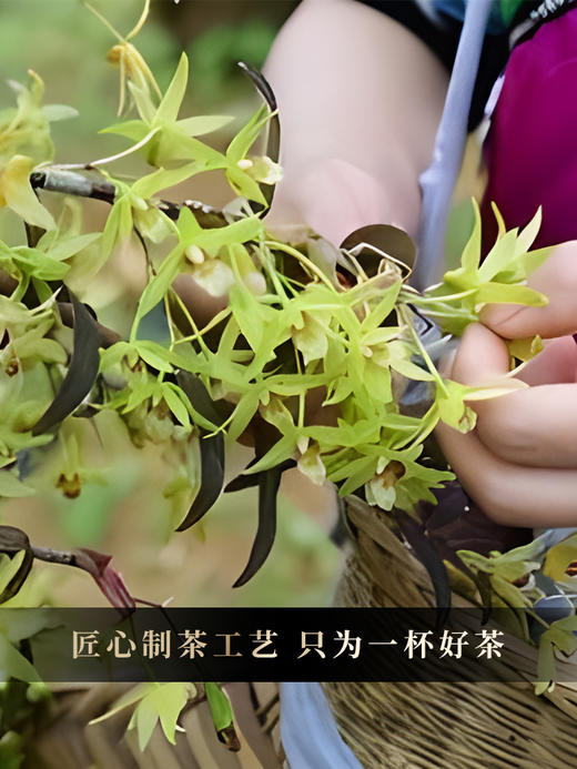 9月27日早9点【破损清仓】2024年【班章石斛】古寨春自主研发产品云南普洱茶云南铁皮石斛的邂逅 357g/饼 拍5发6拍20发25 商品图9