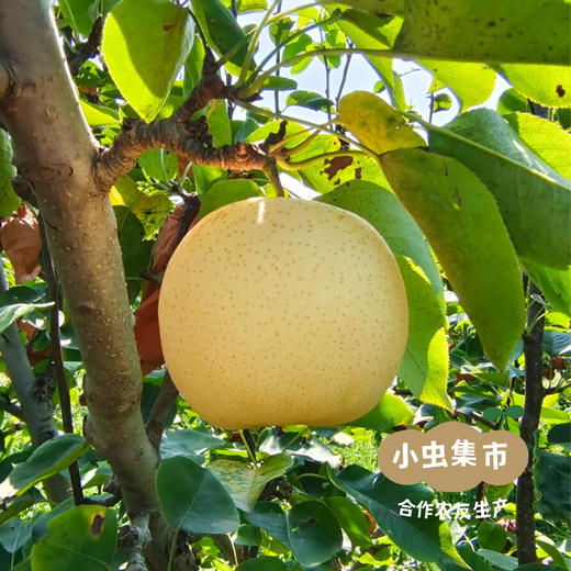 【标果每箱赠送一袋100克秋梨膏】小空山有机黄金梨 | 合作农友生产，来自河南南召县，生产者：李 鹏 *【公平贸易农人定价】 商品图5