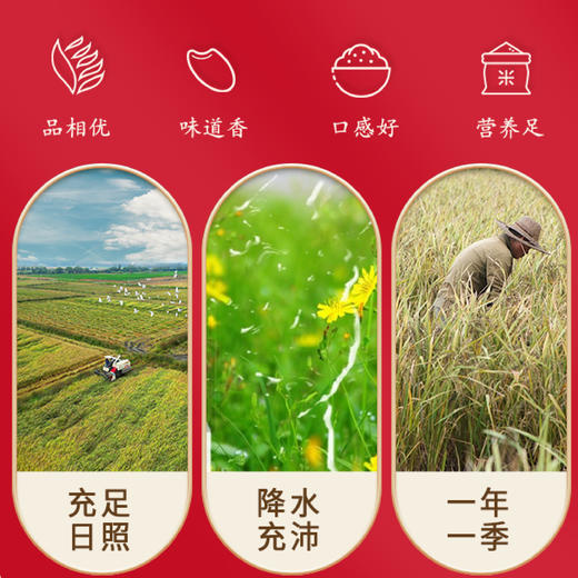 【雷州帮扶】凯越广东丝苗米 5KG/袋 商品图1