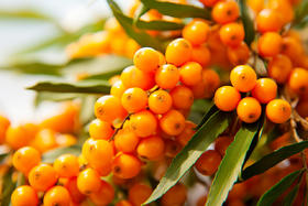 暑去凉来，秋意渐浓，中医说秋天要多吃这种水果