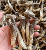 【益植鲜鹿茸菇】来啦！！ 鲜香美味，富含多种营养成分，配料只有水、盐、维c，自然风味！！ 真的很爱鹿茸菇👍 商品缩略图0