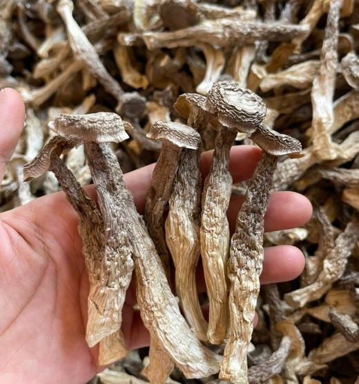 【益植鲜鹿茸菇】来啦！！ 鲜香美味，富含多种营养成分，配料只有水、盐、维c，自然风味！！ 真的很爱鹿茸菇👍 商品图0