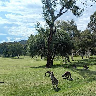 联邦高尔夫俱乐部 The Federal Golf Club | 堪培拉高尔夫球场 | 澳大利亚高尔夫球场俱乐部 商品图6