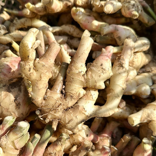 生姜 Tender Ginger 商品图1