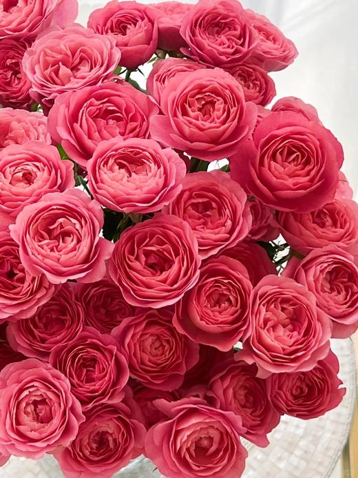 多头玫瑰花胭脂公主10支 商品图4