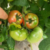 有机虎眼番茄（云南）3斤  （下单3天排单采收发货） 商品缩略图5
