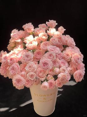 同城甄选精品稀有小众多头玫瑰珍妮贝尔10支