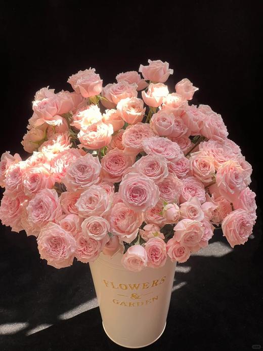 同城甄选精品稀有小众多头玫瑰珍妮贝尔10支 商品图0