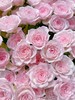 国产多头玫瑰花完美甜蜜10支 商品缩略图2