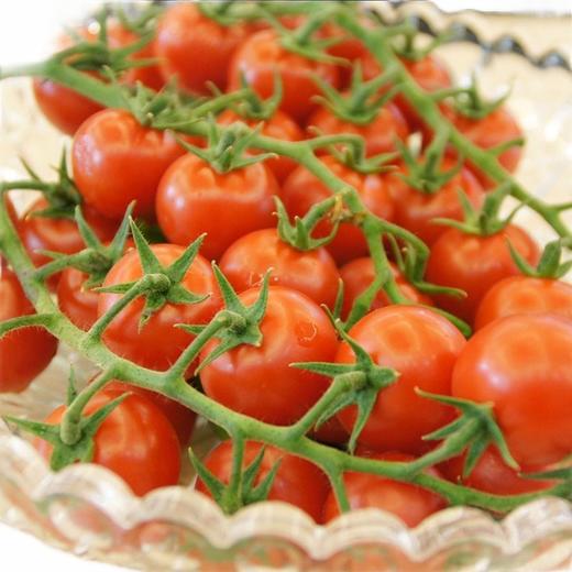 柿一家 串收樱桃番茄 商品图1