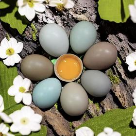 【顺丰包邮】贵州安顺森林野鸡鸡蛋，蛋鲜香，味浓无土腥味，当天现捡现发  基地直邮