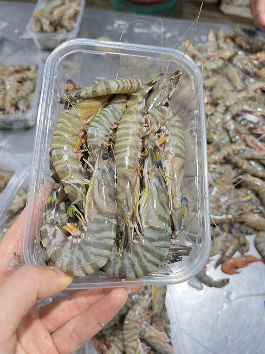野生中号竹节虾 商品图1