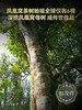 【新品上新】【凤凰母树】墨江凤凰窝的始祖 6棵顶级单株古树 2024年春茶精选普洱茶区凤凰窝6颗单株古树普洱生茶饼357g 商品缩略图4