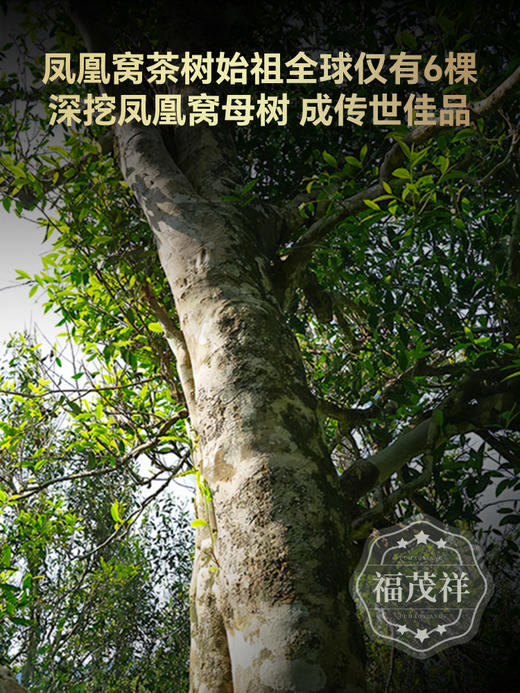 【新品上新】【凤凰母树】墨江凤凰窝的始祖 6棵顶级单株古树 2024年春茶精选普洱茶区凤凰窝6颗单株古树普洱生茶饼357g 商品图4