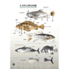 《菜市场鱼图鉴》一读就懂，餐桌上的自然观察课，网罗菜市场上常见的鱼鲜种类近200种（6岁-成人） 商品缩略图2