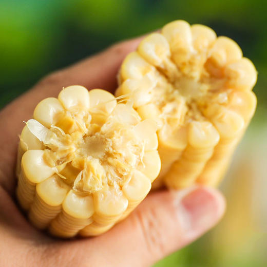 高叶酸有机甜糯玉米🌽，口感细腻，软糯香甜有嚼劲！家庭必备粗粮，大人小孩都需要它 商品图2