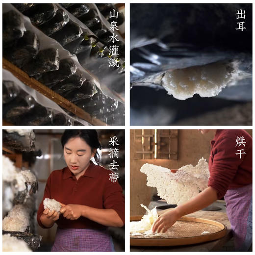 【福建古田】有机本草银耳一罐80g 商品图2