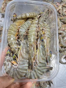 野生中号竹节虾