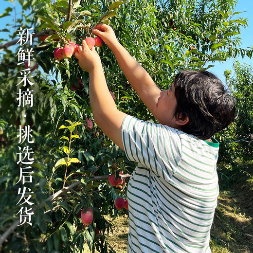 【送礼必备】海棠果礼盒装  山区种植海棠果 个头小巧  口感脆酸甜  果香浓郁  沙果 小苹果 4斤 包邮 商品图3