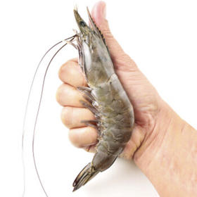 京东超市海外直采泰国活冻白虾/女王虾850g(超大号21/30规格)17-26只/盒