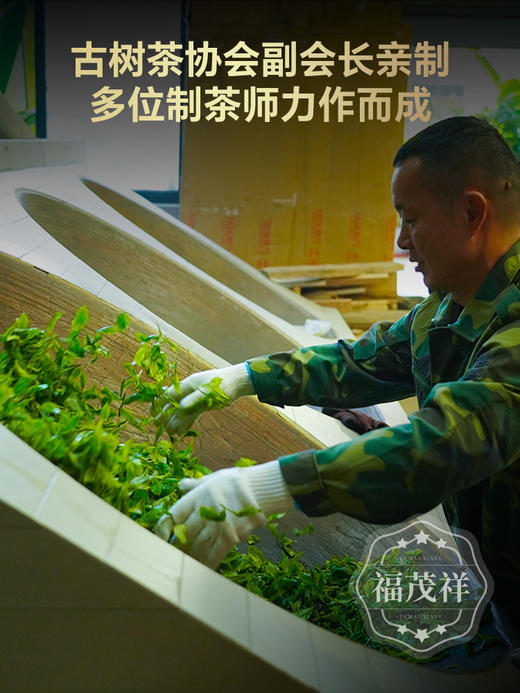 【新品上新】【凤凰母树】墨江凤凰窝的始祖 6棵顶级单株古树 2024年春茶精选普洱茶区凤凰窝6颗单株古树普洱生茶饼357g 商品图1