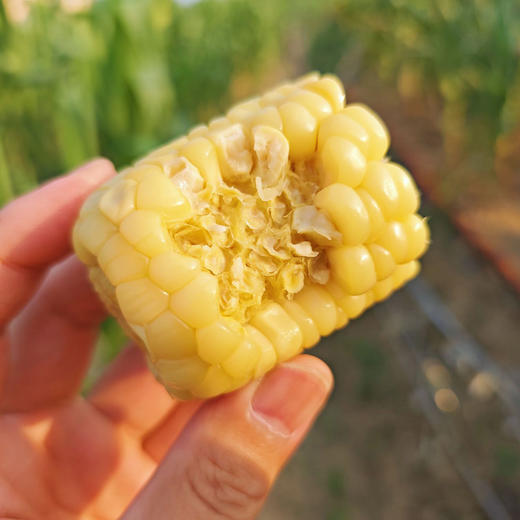 高叶酸有机甜糯玉米🌽，口感细腻，软糯香甜有嚼劲！家庭必备粗粮，大人小孩都需要它 商品图0