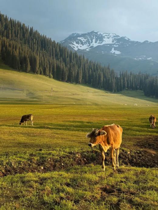 【独库喀伊 我的阿勒泰】双飞一动 新疆8天 商品图6