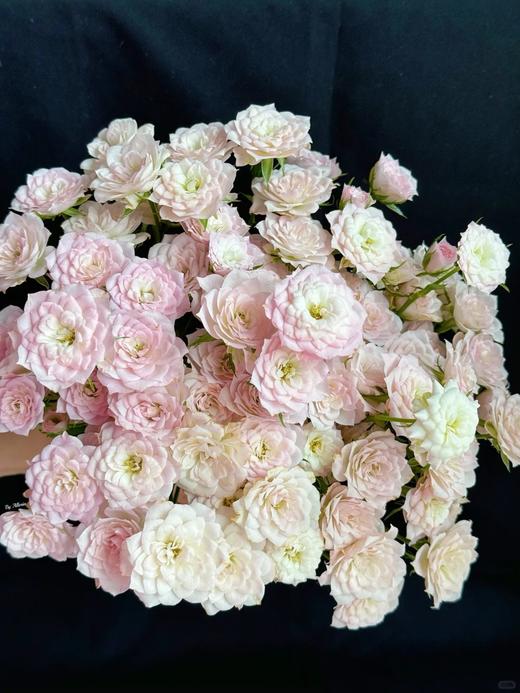 国产多头玫瑰花完美甜蜜10支 商品图5