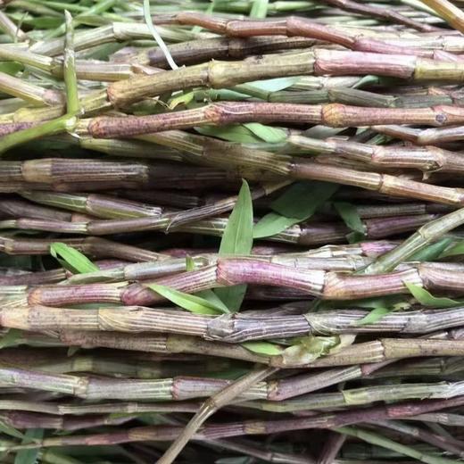 【紫皮石斛原浆饮】含量达90%‌的紫皮石斛原浆，1袋=‏5杯石斛水,脸上贴再多面膜不如内在滋润好,内在不干才能防干防皱 商品图4