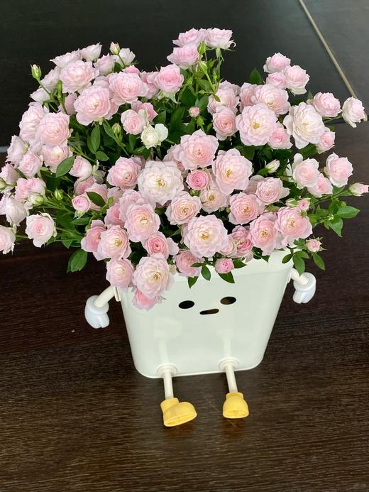 国产多头玫瑰花完美甜蜜10支 商品图7