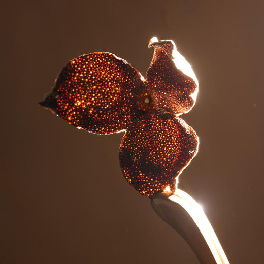 2014陈皮礼盒【首发】 商品图4