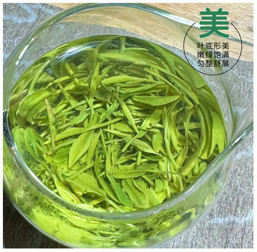 【2026新茶上市】泥巴哥精品恩施玉露明前春茶绿茶100g*2罐 商品图6