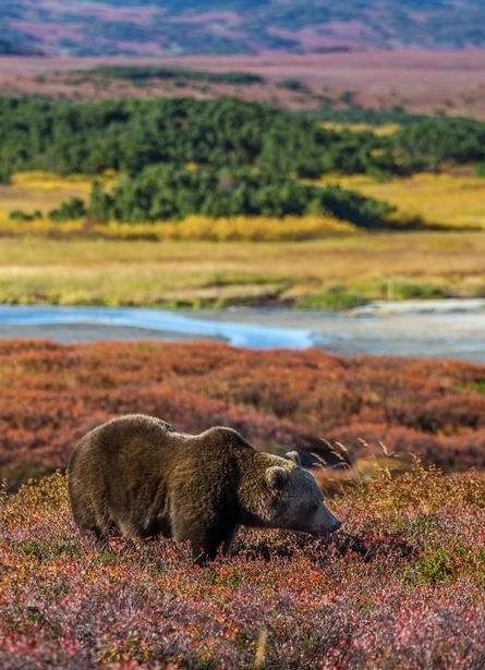远东秘境——堪察加秋季之旅8天7晚 商品图5