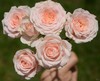 同城甄选精品稀有小众多头玫瑰珍妮贝尔10支 商品缩略图6