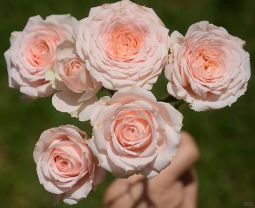 同城甄选精品稀有小众多头玫瑰珍妮贝尔10支 商品图6