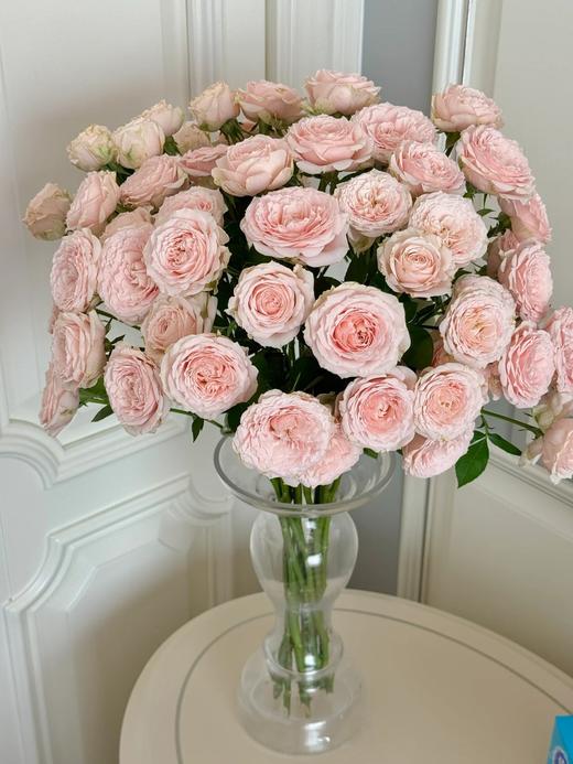 同城甄选精品稀有小众多头玫瑰珍妮贝尔10支 商品图3