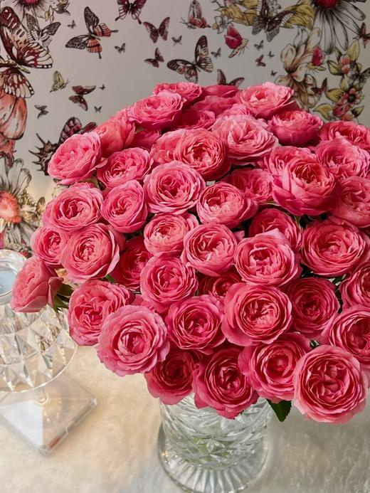 多头玫瑰花胭脂公主10支 商品图1