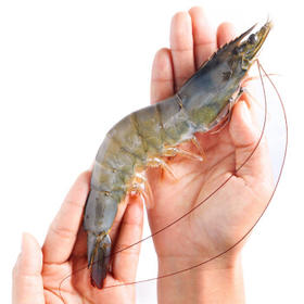 京东超市海外直采泰国巨型白虾/女王虾(16/20规格) 28-36只净重3.6斤