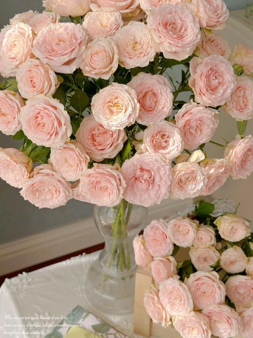 同城甄选精品稀有小众多头玫瑰珍妮贝尔10支 商品图4