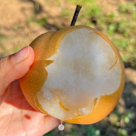 【脆甜多汁】山东秋月梨 细腻无渣超甜 商品图9