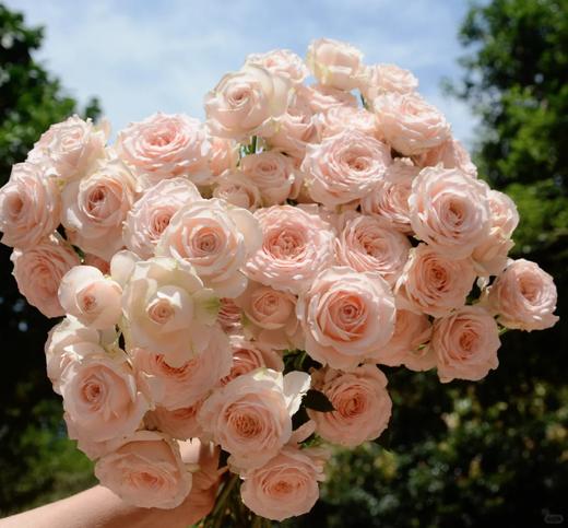 同城甄选精品稀有小众多头玫瑰珍妮贝尔10支 商品图5