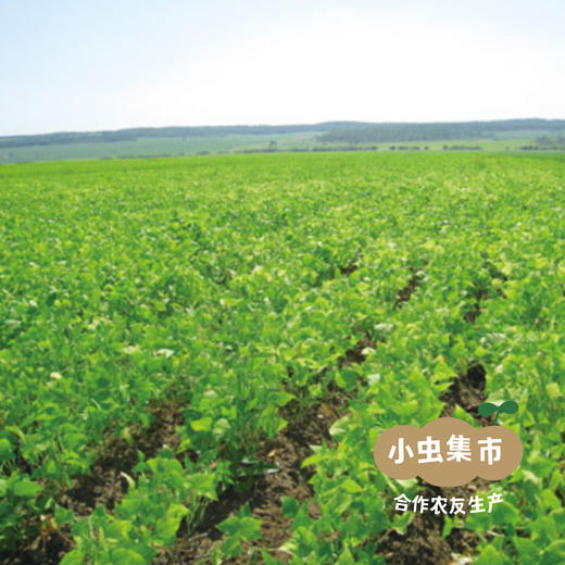 有机压榨大豆油 5L | 合作农友生产，来自辽宁大连，生产者：生态小镇 *【公平贸易农人定价】 商品图8