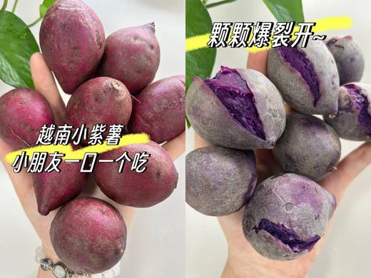 【预售·当季生鲜】9号发货，越南进口珍珠小紫薯 原生态种植，减脂美食、宝宝健康辅食，营养丰富，口感粉糯香甜少丝 商品图6
