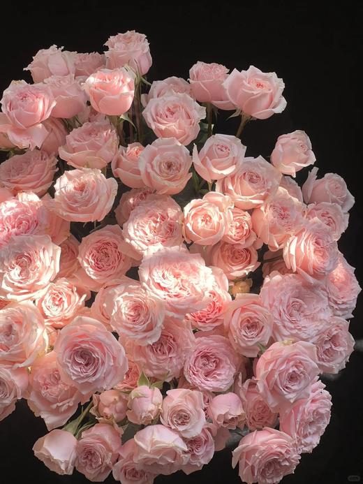 同城甄选精品稀有小众多头玫瑰珍妮贝尔10支 商品图1