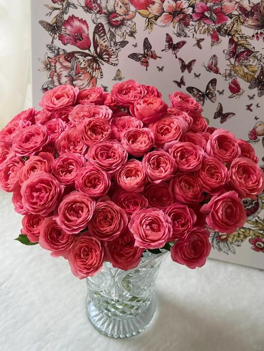 多头玫瑰花胭脂公主10支 商品图0