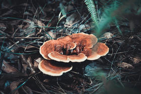 当灵芝变成“灵食”，赶走疲备就事半功倍